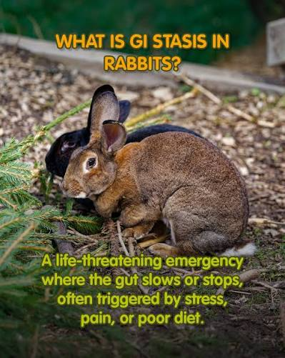 GASTROINTESTINAL STASIS IN RABBITS: THE SILENT DIGESTIVE EMERGENCY