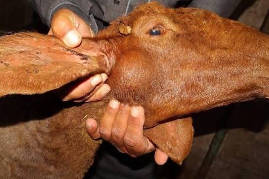 ACTINOMYCOSIS IN SHEEP: THE HIDDEN THREAT BEHIND LUMPY JAW