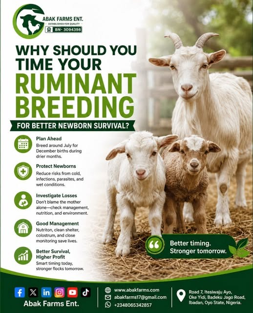 TIME YOUR RUMINANT BREEDING FOR BETTER NEWBORN SURVIVAL