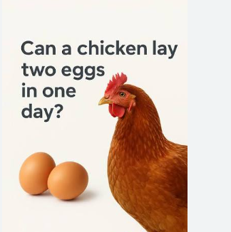 CAN A HEN REALLY LAY TWO EGGS IN ONE DAY? THE SCIENCE FINALLY EXPLAINED